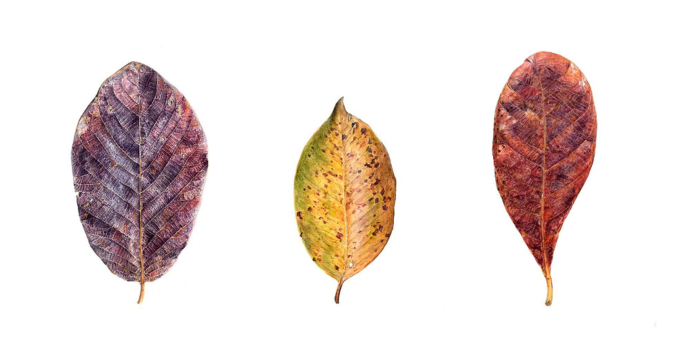 Leaf paintings by Manali Patil