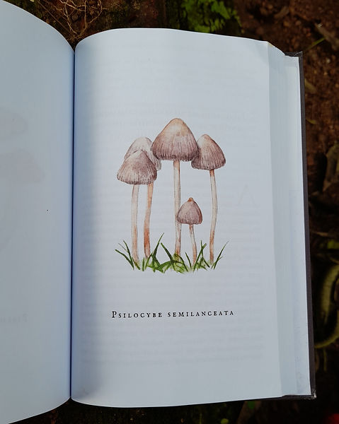 Psilocybe mushroom illustration
