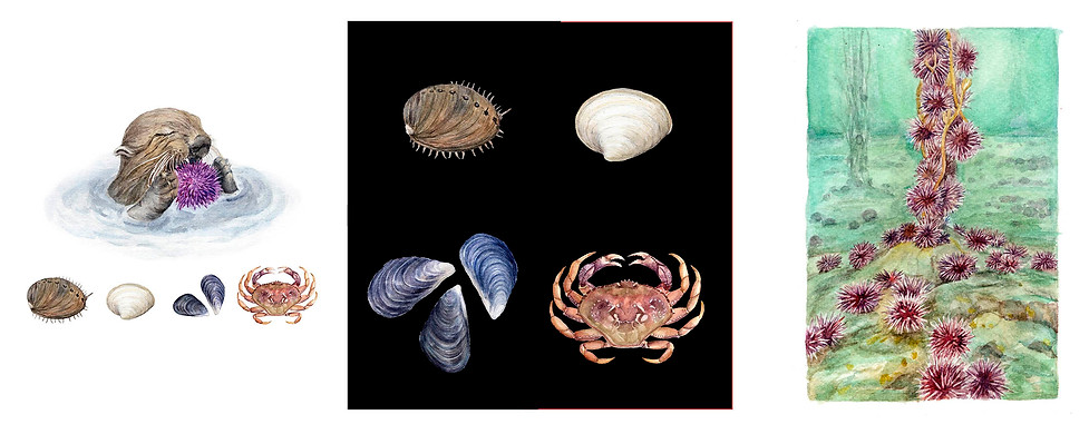 sea otter crabs sea urchin illustration