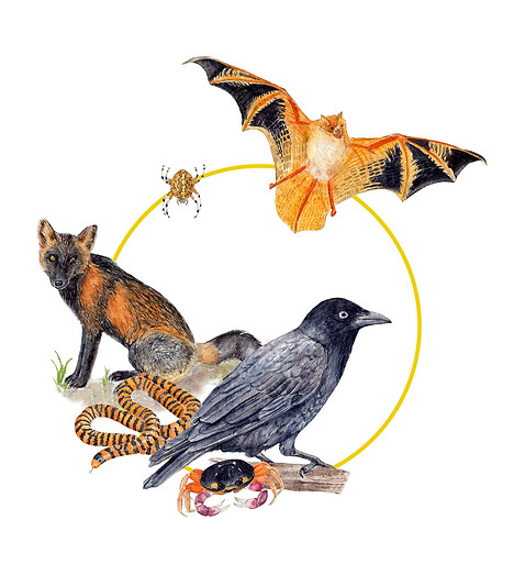 halloween colored illustration