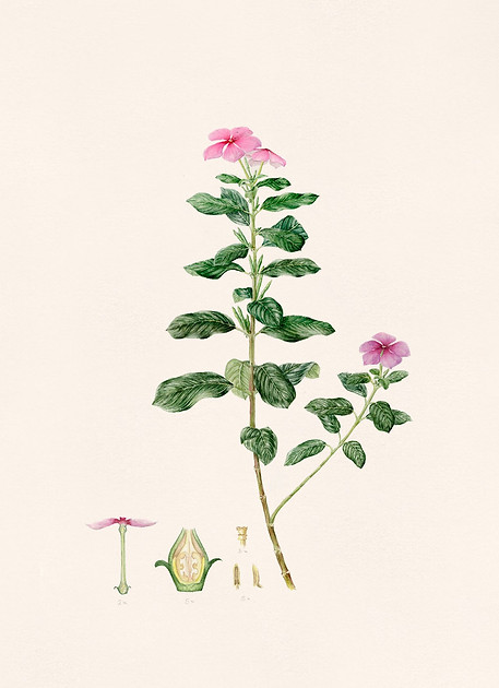 periwinkle botanical illustration