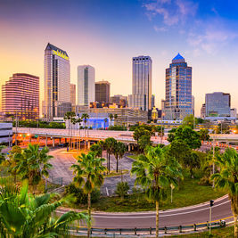 Tampa palm.jpeg