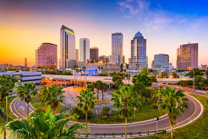 Tampa palm.jpeg