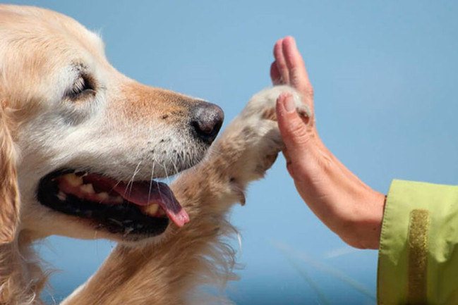 7 Ways Animal-assisted Therapy Can Help Addiction Recovery