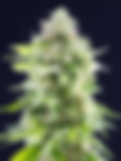 Haze cola (Cannabis flower)
