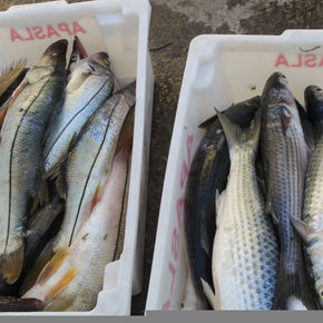 Estudo da Embrapa confirma diferencial de pescado da Lagoa de Araruama