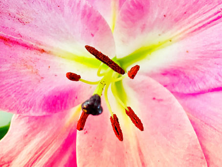 Von Menschen, Blumen und warum Vergleiche schwierig sein können aber nicht müssen... 