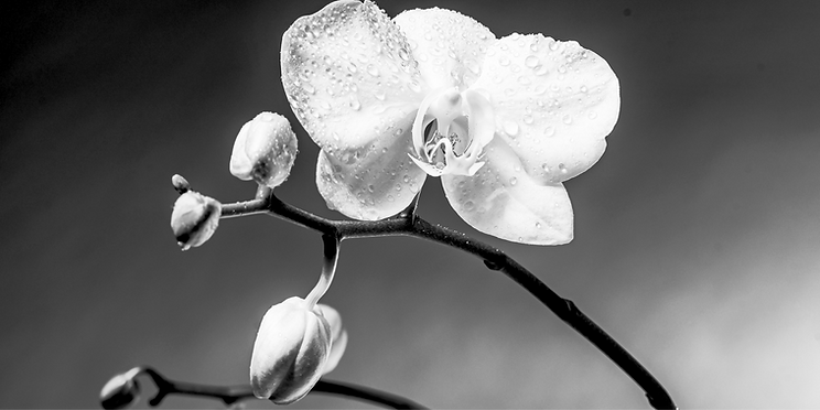 Orchid After Rain_edited_edited_edited_edited_edited_edited_edited_edited.png