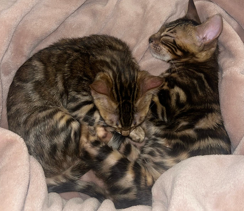 Bengal Kittens in Blanket