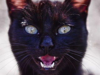 Your Pet's Dental Health - Say "AHHHHHH!"