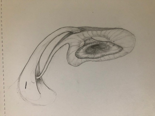 A picture containing animal, drawing
Description automatically generated