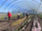 Seeds & Shovels: Community Garden