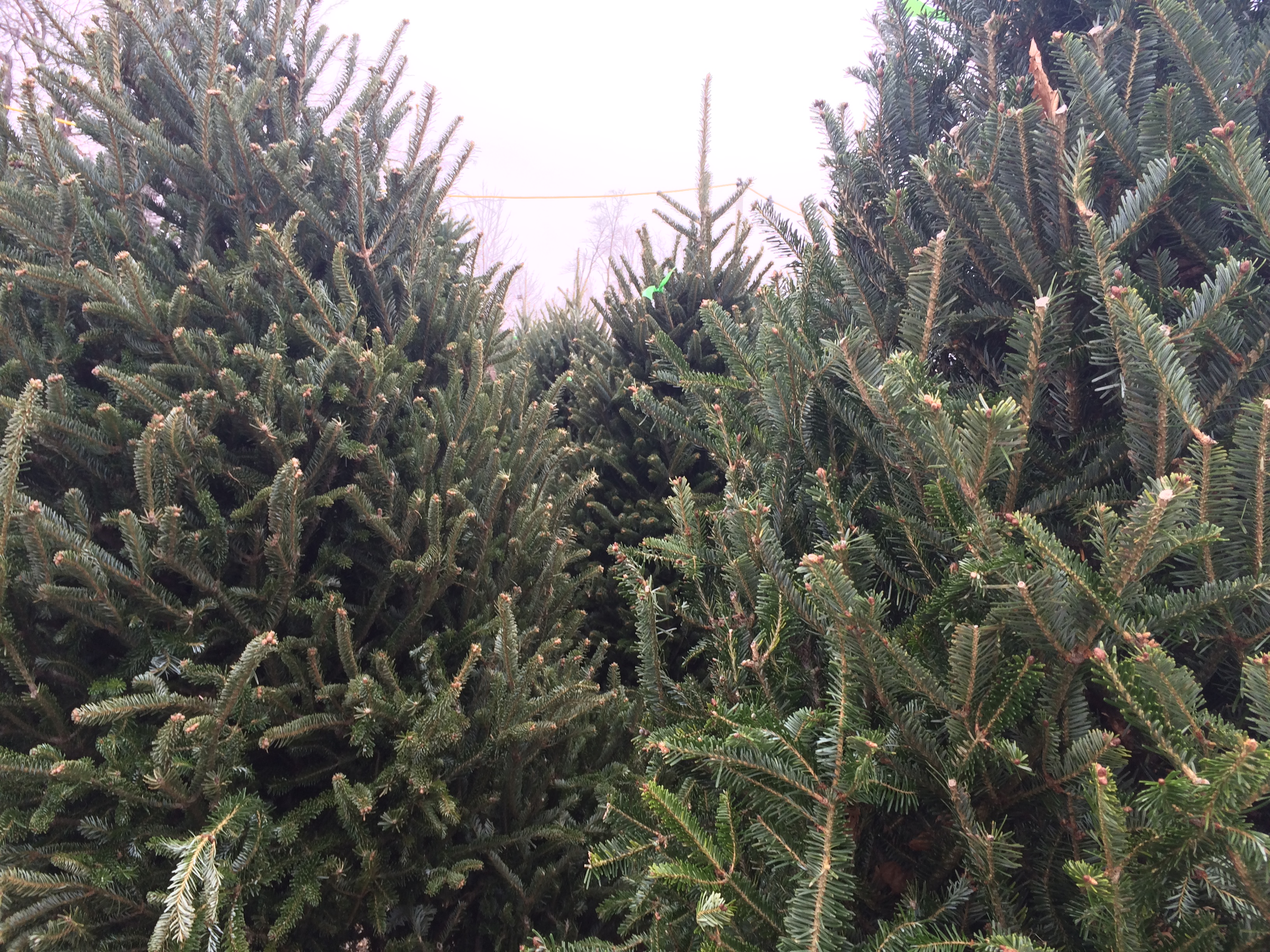 Christmas Trees at Richfield Farmer's Market - BJ Trees