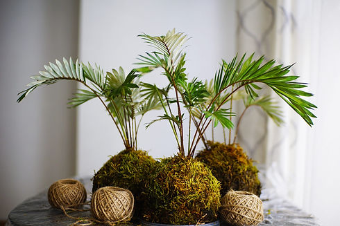 Kokedama-1-scaled.jpeg