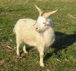Miniature : BOUCS REPRODUCTEURS pure race cachemire