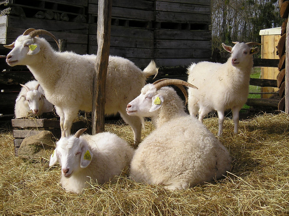 Miniature : BOUCS REPRODUCTEURS pure race cachemire