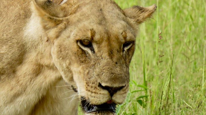 Thumbnail: South Luangwa National Park
