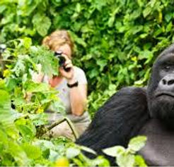 Gorilla-3.jpeg