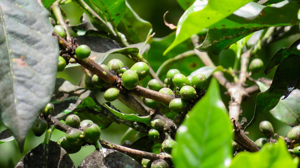 Thumbnail: Coffee Tour Farm. Mzuzu-Malawi