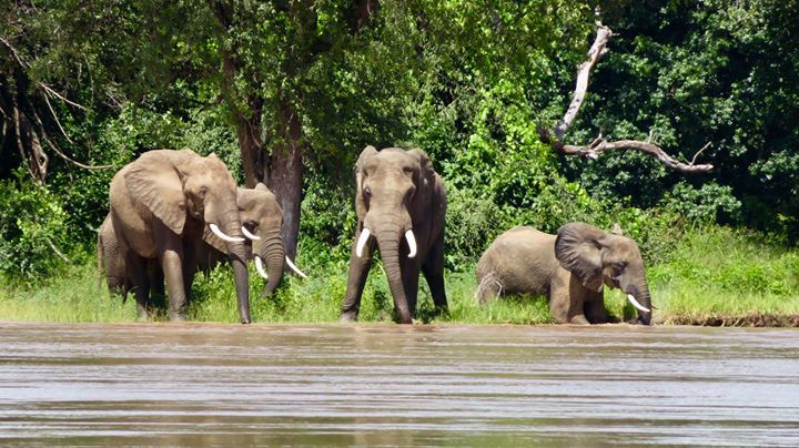 Thumbnail: South Luangwa National Park