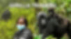 Gorilla-5.jpg