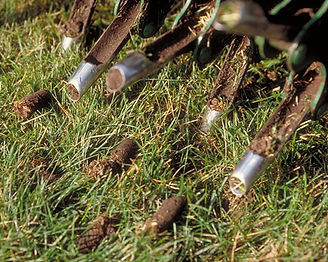 lawn-core-aeration.jpg
