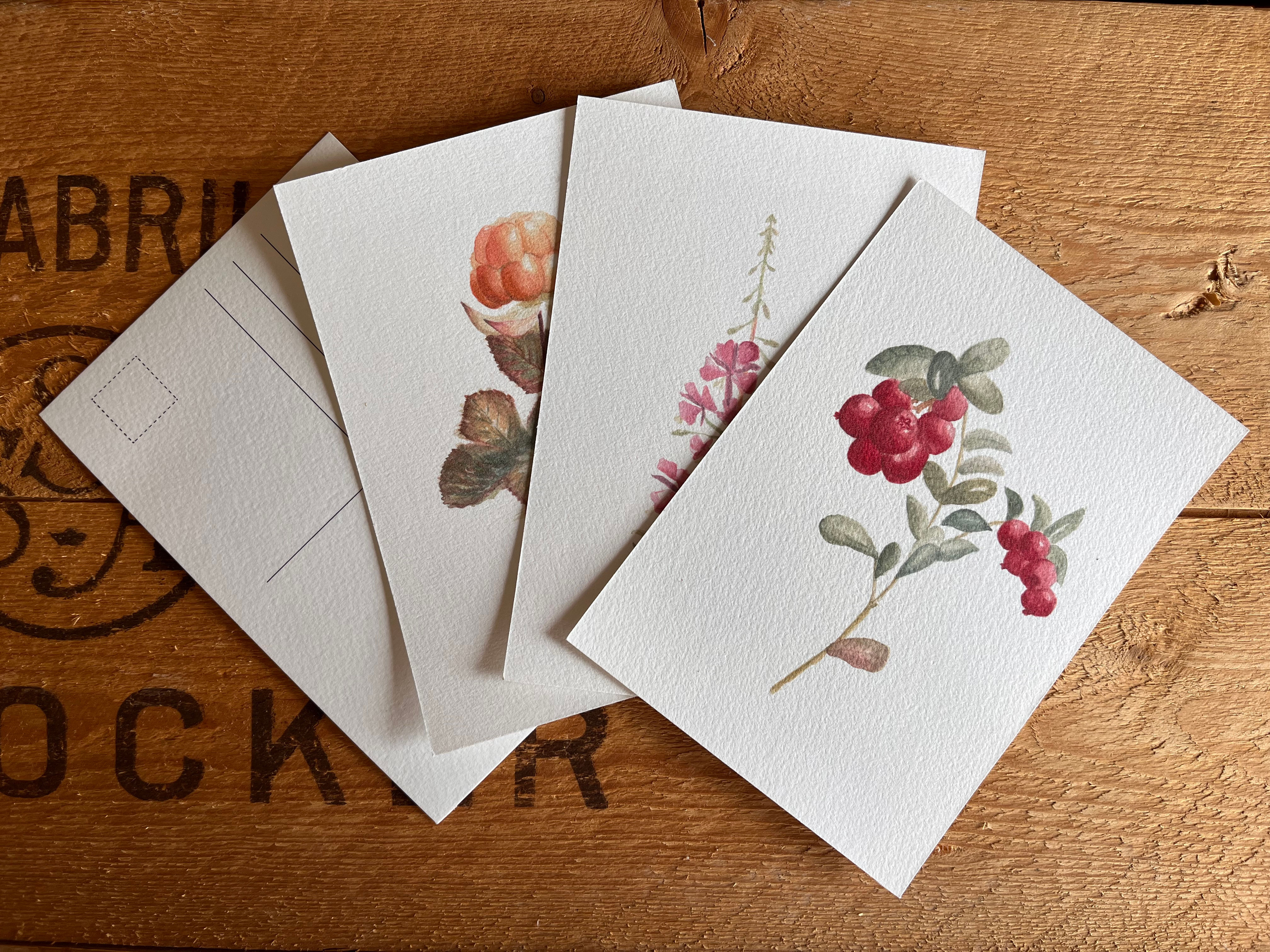 Trepack Vykort Lingon, Hjortron & Rallarros Akvarell