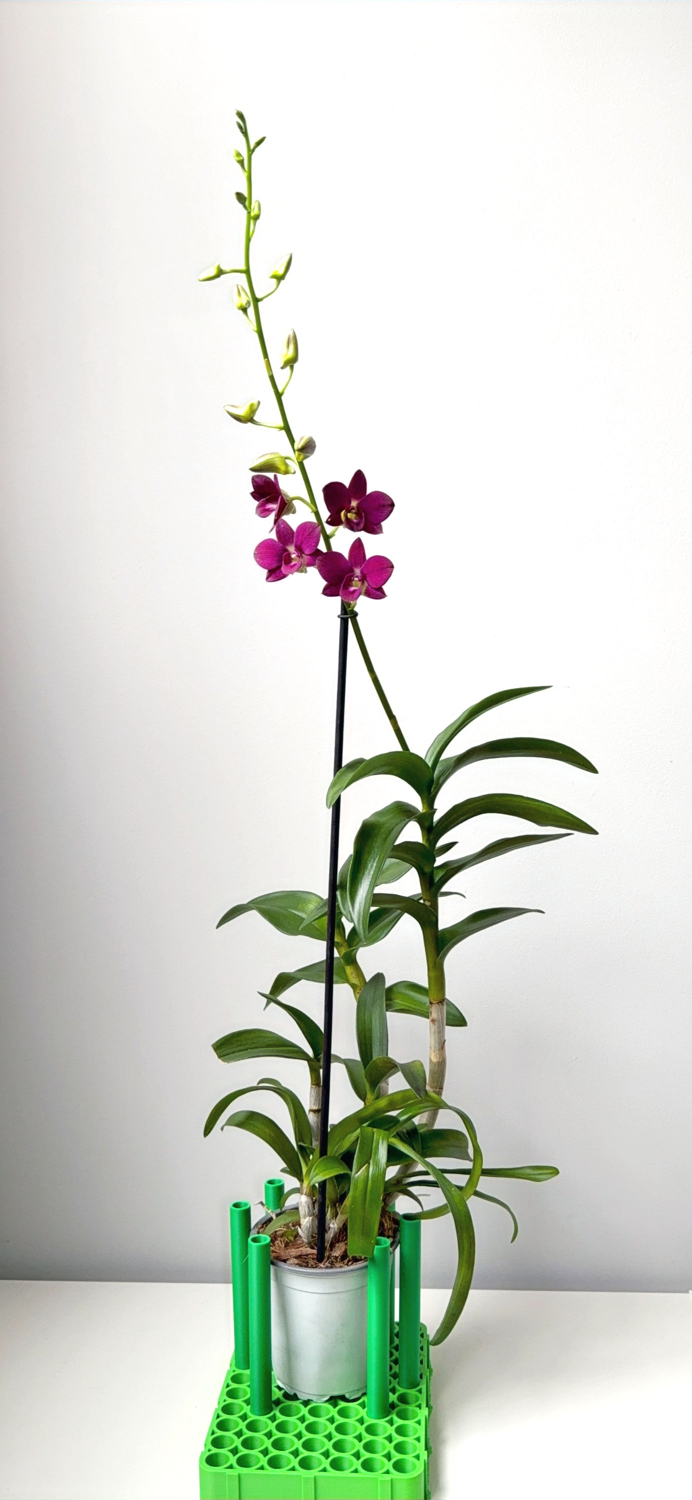 Purple Happiness Dendrobium Sa-nook