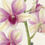 Miniatura: Polar Fire Dendrobium Sa-nook