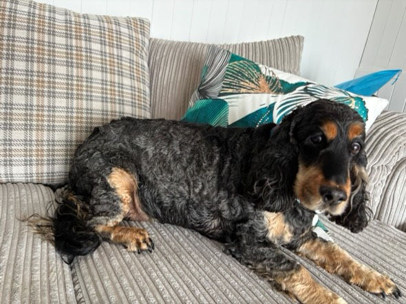 Cocker spaniel laying on the sofa