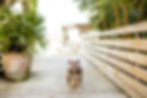 bull dog at the wedding venue