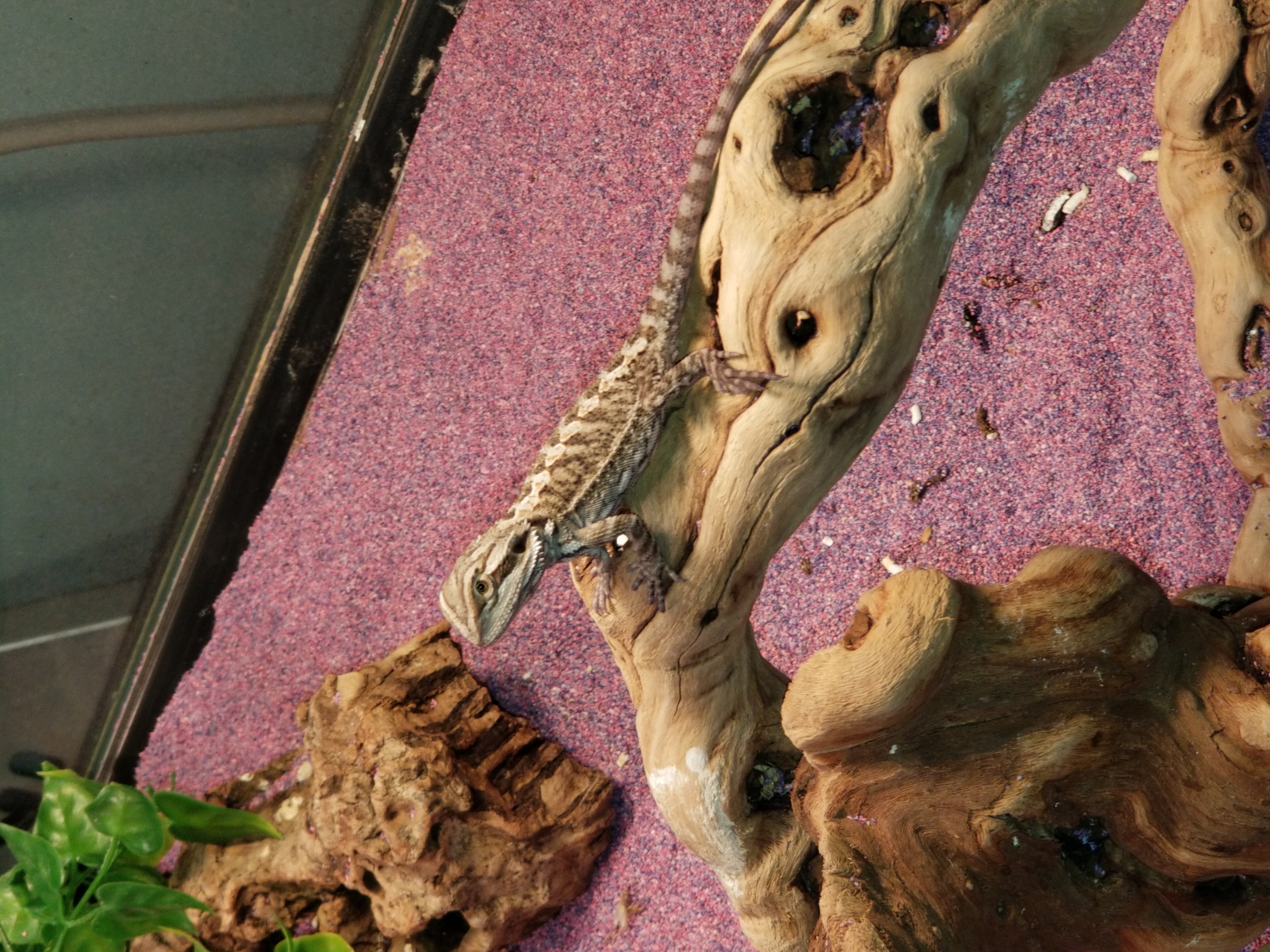 Reptiles