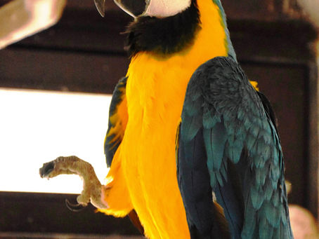 Samička pro Arnošta