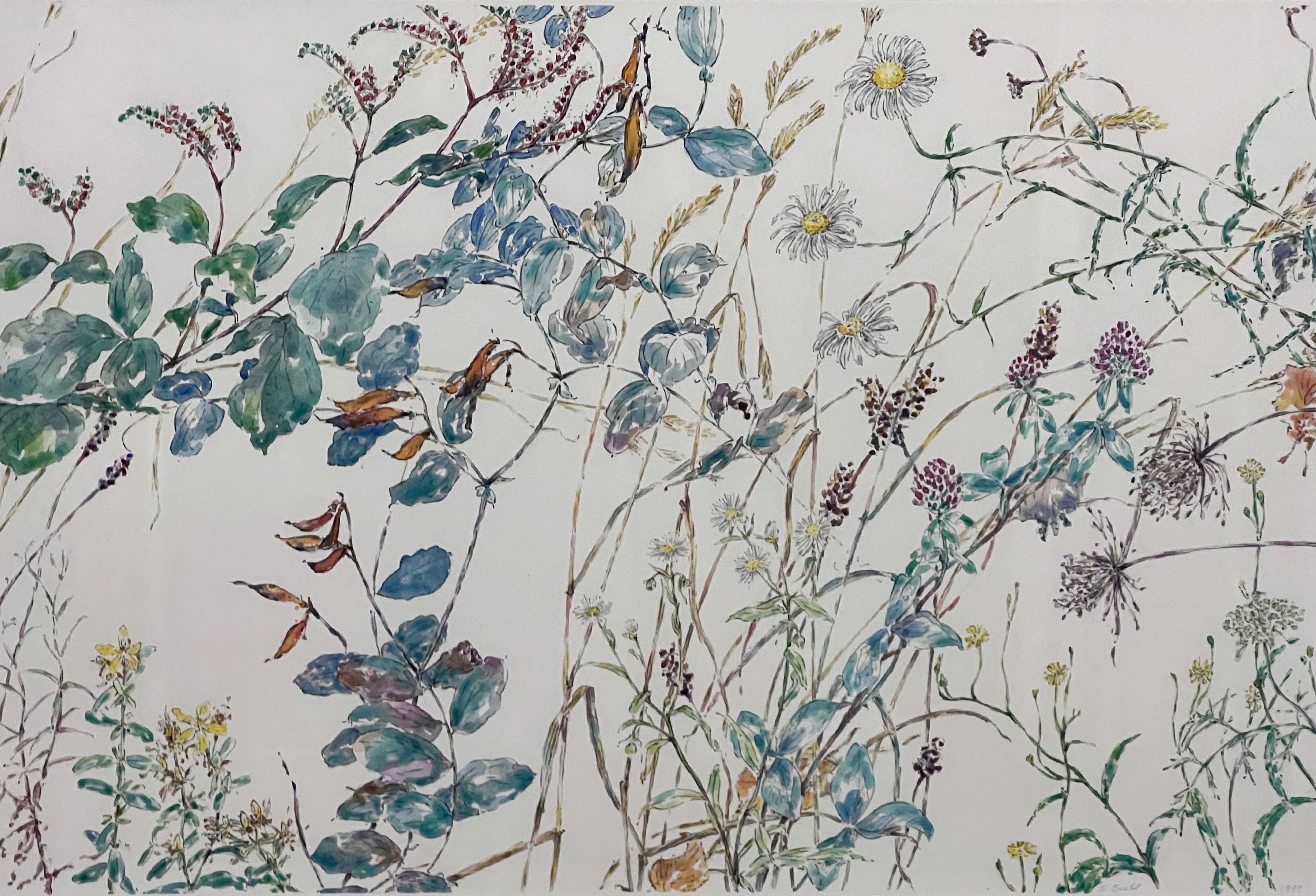 Soihl: Vetch Seed Pods, Daisies, and Clover