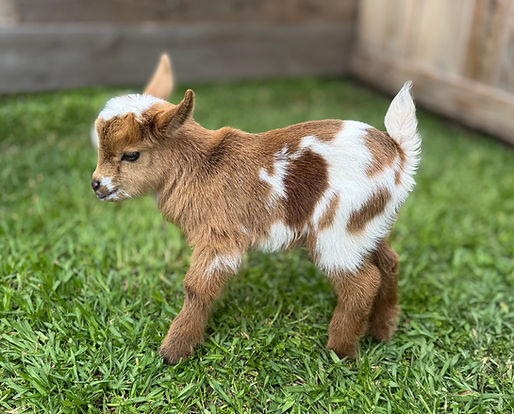 E3F V16 Pie Boi.jpeg