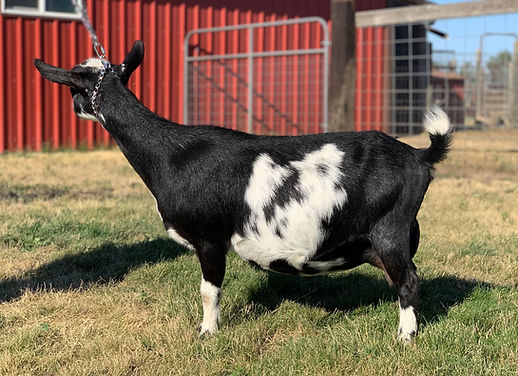 Almar Acres AR Maggie