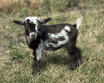 E3F T21.doeling.1.jpg