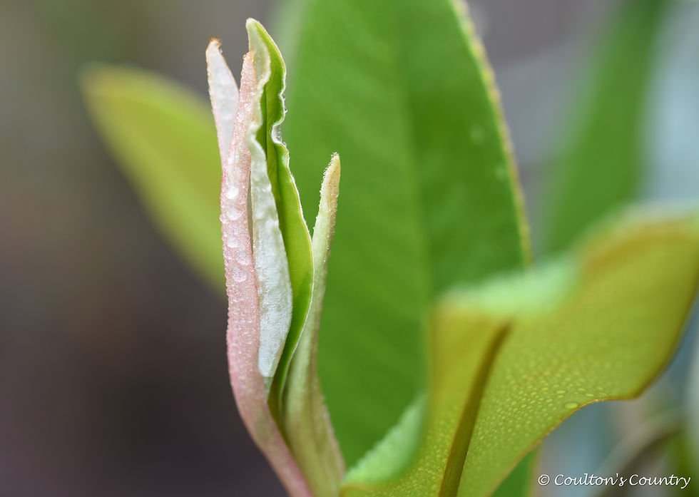 Mother nature is fascinating