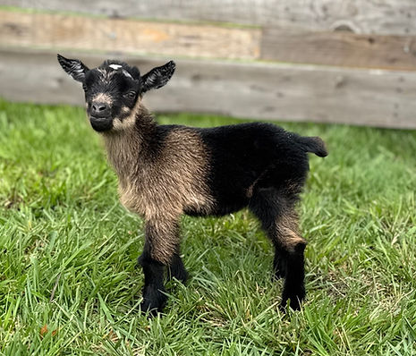 E3F V24 doeling.jpeg