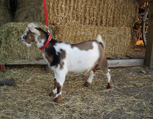 C-Springs Mousse Ala Mode