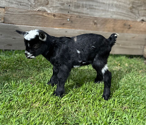 E3F V15 bucklingORwether.jpeg