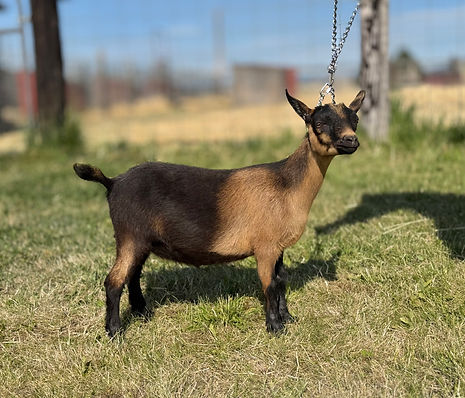 E3F V24 doeling leash.jpeg