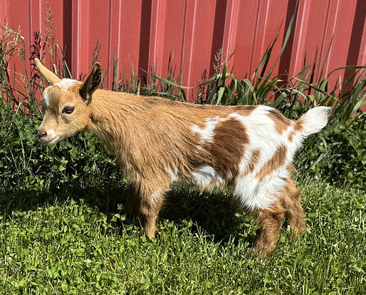 E3F V16 Pie Boi.2.jpeg