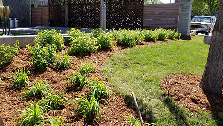 plants shrubs mulch bed