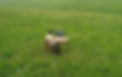 Man sitting in grassy field with desk and computer