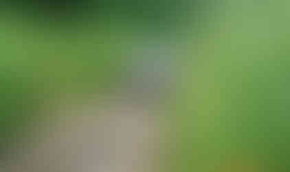 White Jeep on rocky Carnage Hill trail