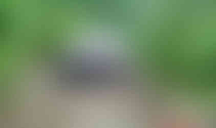 White Jeep navigating rocky Carnage Hill trail