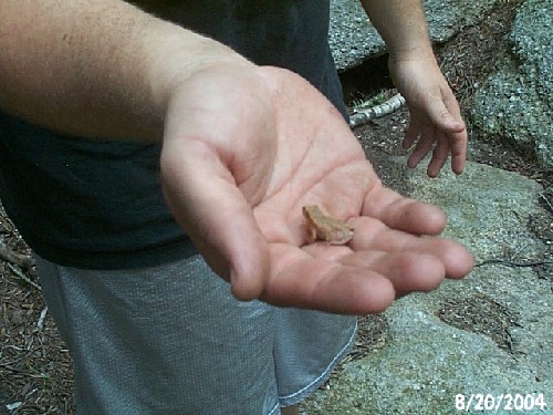Person gently holding tiny frog