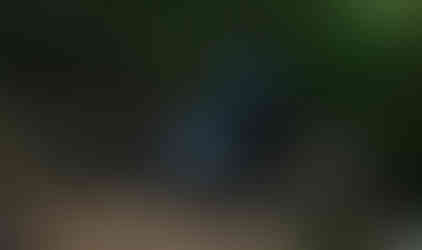 Jeep traversing wooded trail