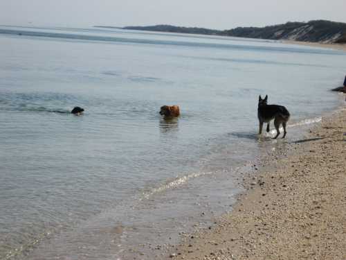 Three dogs playing in the ocean